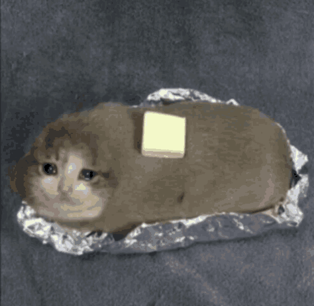 a cat is wrapped in tin foil with a piece of butter on its back