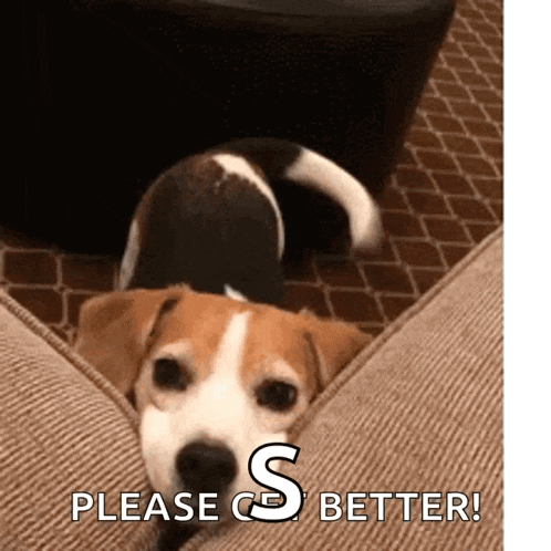 a brown and white dog is laying on a couch and says please go better .