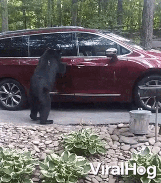 Bear Trying To Open The Car Door Viralhog GIF - Bear Trying To Open The Car Door Viralhog Bear Checking If Car Is Unlocked GIFs