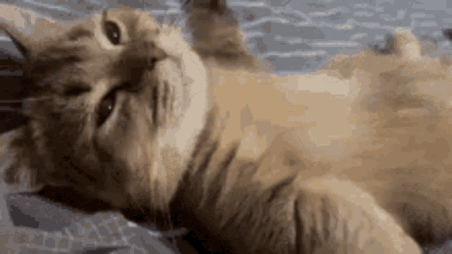 Talk To My Paws GIF