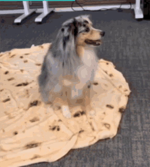 Dog Sleep GIF - Dog Sleep Blanket GIFs
