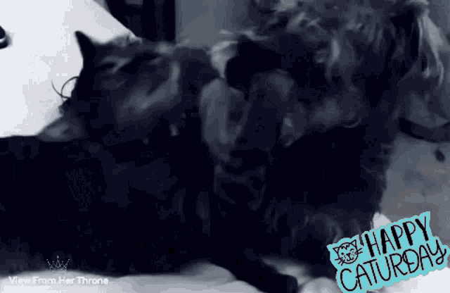 a picture of a cat and a dog with the words happy saturday