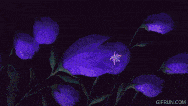 a gif from gifrun.com shows a pink and white explosion
