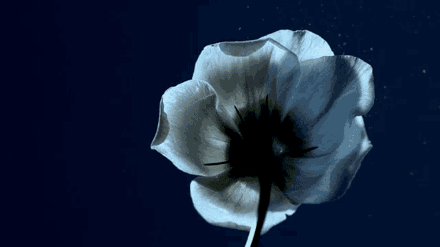 a close up of a flower with a dark background