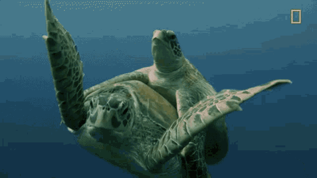 Turtles Swim GIF - Turtles Swim GIFs