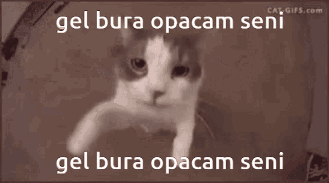 a picture of a cat with a caption that says gel bura opacam seni gel bura opacam seni