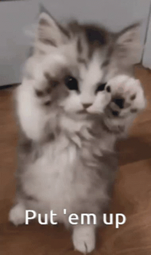 Kitten Cute GIF - Kitten Cute Fight GIFs
