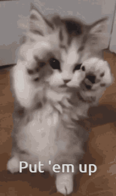 a kitten is standing on its hind legs with the words put ' em up written below it .