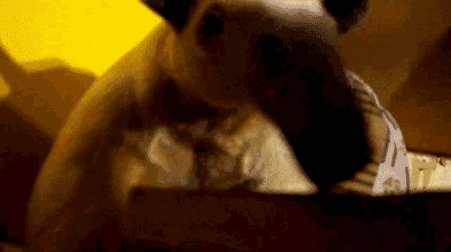 a close up of a dog eating a piece of food