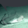 a squid is swimming in the water near a rock on the bottom of the ocean .