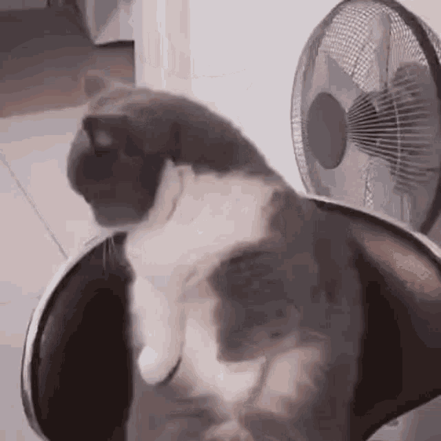 a cat is sitting on top of a fan in front of a fan .