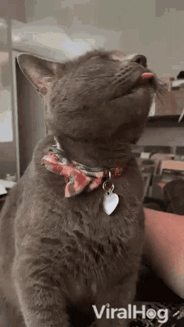 Cat Viralhog GIF - Cat Viralhog Tongue Out GIFs