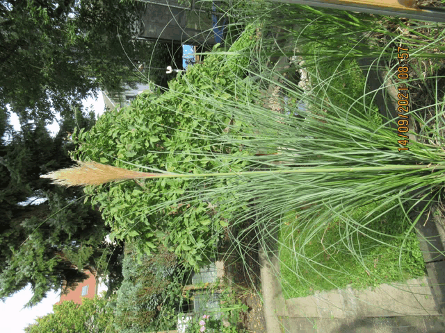 a photo of a tall grass plant was taken on september 14 2021