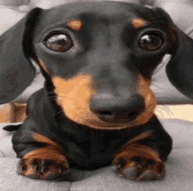 a black and brown dachshund is laying down on a chair