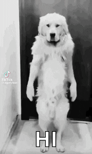 a white dog wearing a white hat is standing on its hind legs and saying hi .