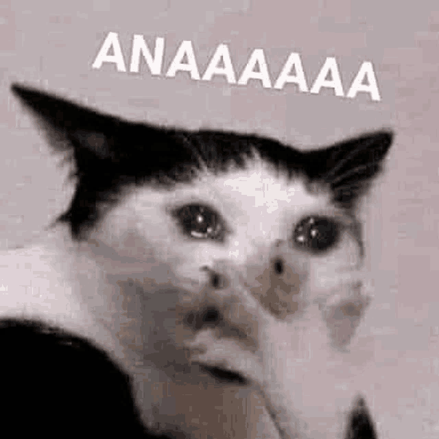 a black and white cat is covering its face with its paw while crying .