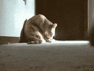 a cat is sitting on the floor licking its paws .