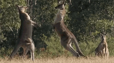 Body Slam Kangaroo GIF - Body Slam Kangaroo Attack GIFs
