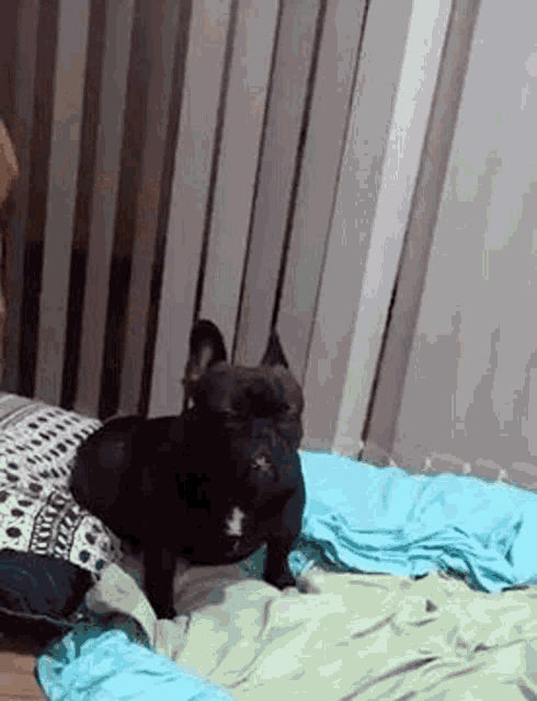 a french bulldog is laying on a bed with a blue blanket .