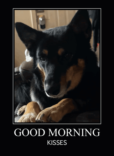 Good Morning Good Morning Dogs GIF - Good Morning Good Morning Dogs Dog Funny GIFs