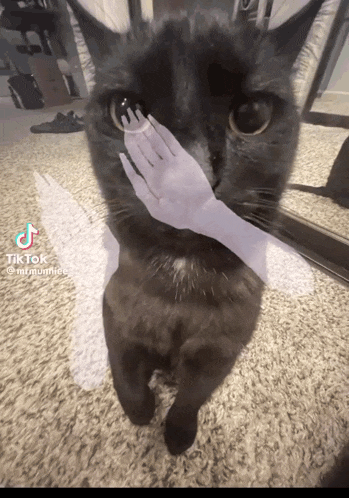 a black cat with a hand on its face and a tiktok watermark