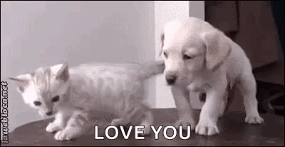 Dogs Cats GIF - Dogs Cats Kitten GIFs