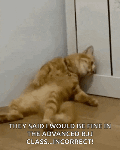 a cat is laying on the floor with the words they said i would be fine in the advanced bj class ... incorrect !