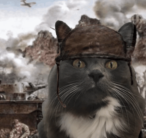 1000yardstarejimmy Cat GIF - 1000yardstarejimmy Cat GIFs