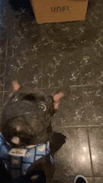 a dog is looking up at the camera with a box in the background that says " unfi "
