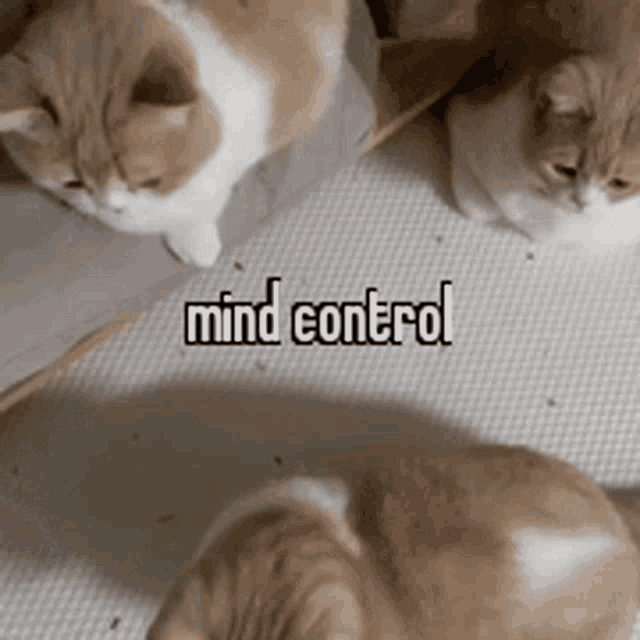 animals-with-captions-mind-control.gif