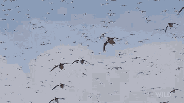 Flying National Geographic GIF - Flying National Geographic Nat Geo Wild GIFs