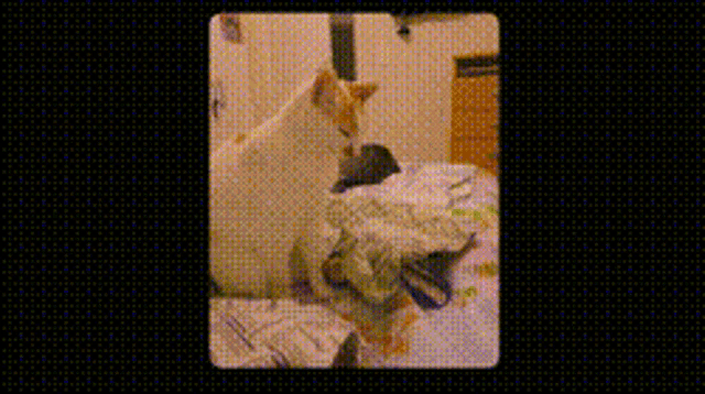 a picture of a cat laying on a bed with a black background