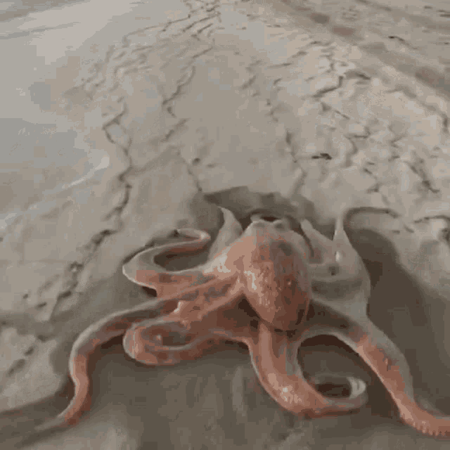 Rush By The Beach GIF - Rush By The Beach Octopus GIFs