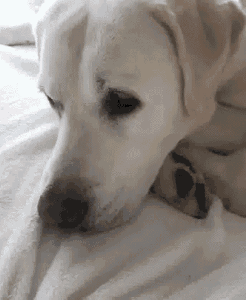 Dogs Pets GIF - Dogs Pets Nose GIFs