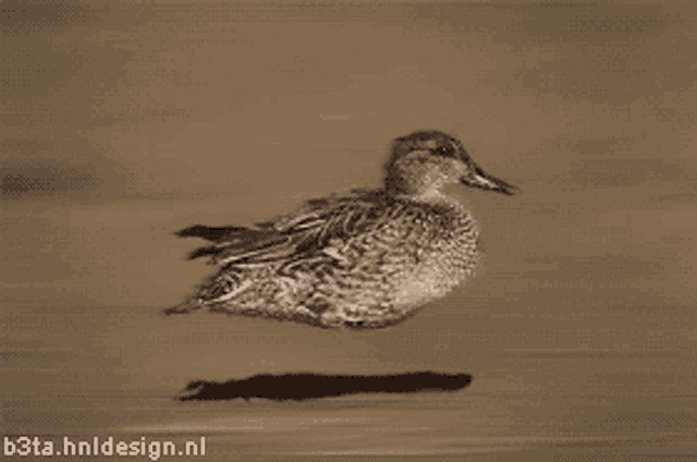 a pixelated image of a duck with the website b3ta.hnldesign.nl written below it