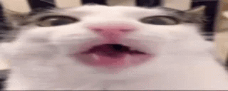 Munchin Cat GIF - Munchin Cat Chew GIFs