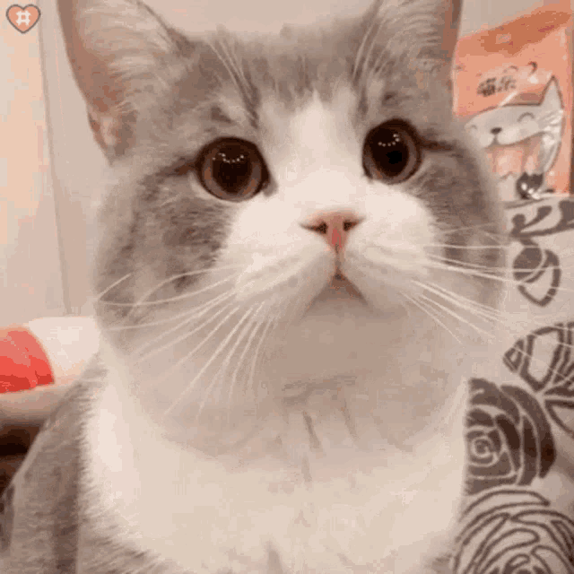 a gray and white cat is looking at the camera with a heart in the background