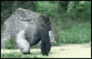 a gorilla is standing on its hind legs on a dirt road .