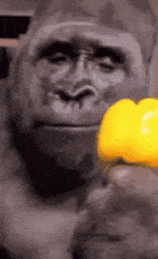 a gorilla is eating a yellow pepper .