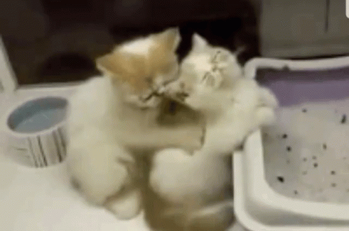 Cute Cats GIF - Cute Cats Massage GIFs