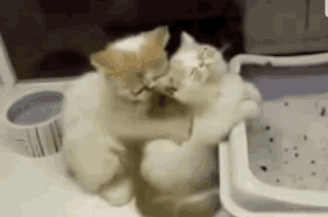 two kittens are sitting next to each other and hugging each other .