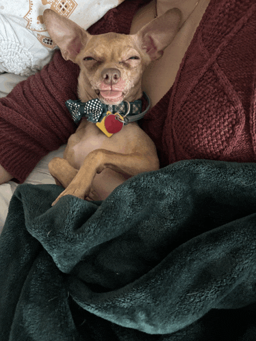 a small brown dog wearing a bow tie is laying on a green blanket with its eyes closed