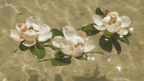 three white flowers are floating in the water with a stock photo watermark