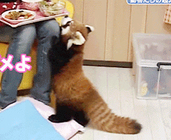a person sitting on a chair with a tray of food and a red panda on their lap