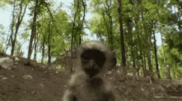 a monkey is standing in the dirt in the woods looking at the camera .