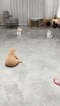 three cats are sitting on a tiled floor in a living room
