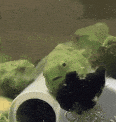 a green fish is swimming in a tank of water