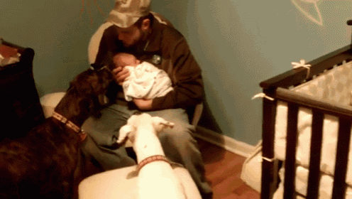 Dogs Exciting To See The New Baby GIF - Baby Goat Dog GIFs