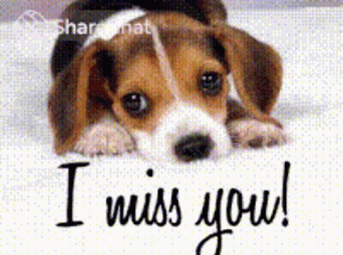 Imy I Miss You GIF - Imy I Miss You Beagle GIFs