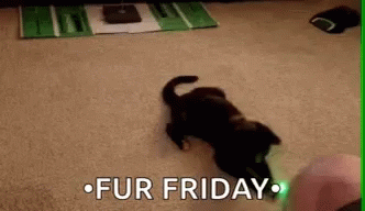 Funny Animals Cats GIF - Funny Animals Cats Laser Pointers GIFs